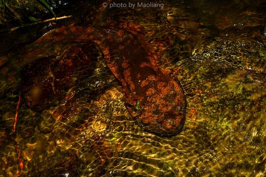 Image of Chinese giant salamander