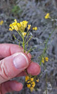 Image of Descurainia millefolia (Jacq.) Webb & Berthel.