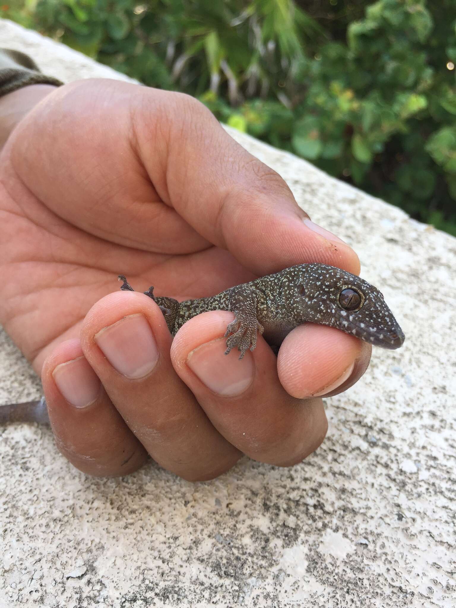 Image of Saint George Island Gecko