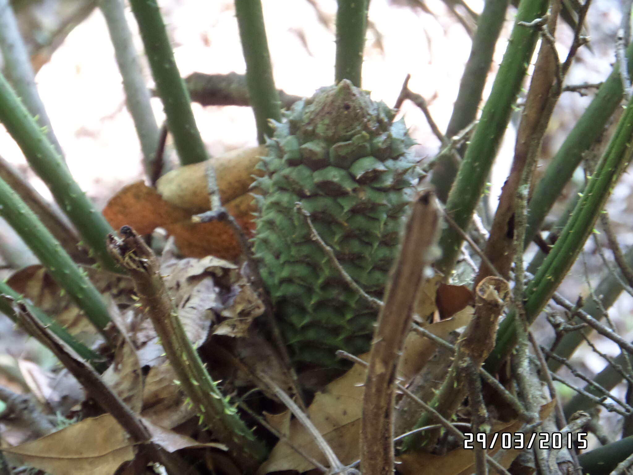 Image of Ceratozamia fuscoviridis W. Bull