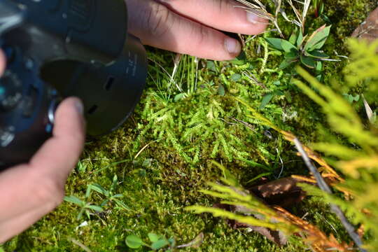 Image of Hidden Spike-Moss