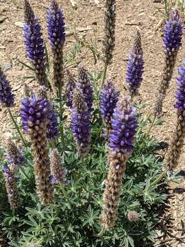 Image of crowded lupine