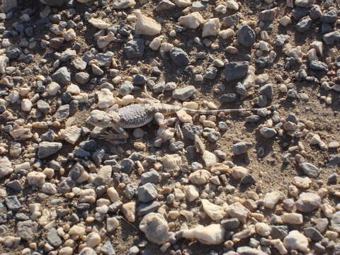 Image of Gray Toadhead Agama