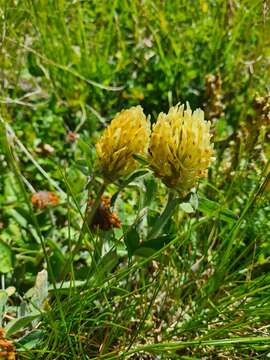 Sivun Trifolium trichocephalum M. Bieb. kuva