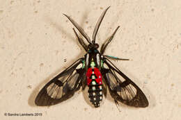 Image de Poecilosoma eone Hübner 1827