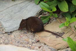 Image of Brown Antechinus