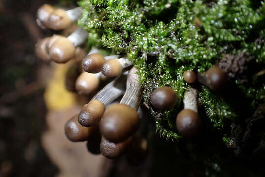 Image of Mycena polygramma (Bull.) Gray 1821