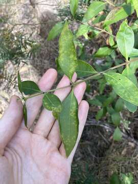 صورة Notelaea longifolia Vent.