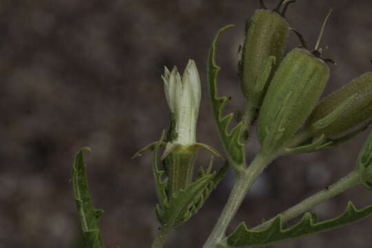 Image of Rusby's blazingstar