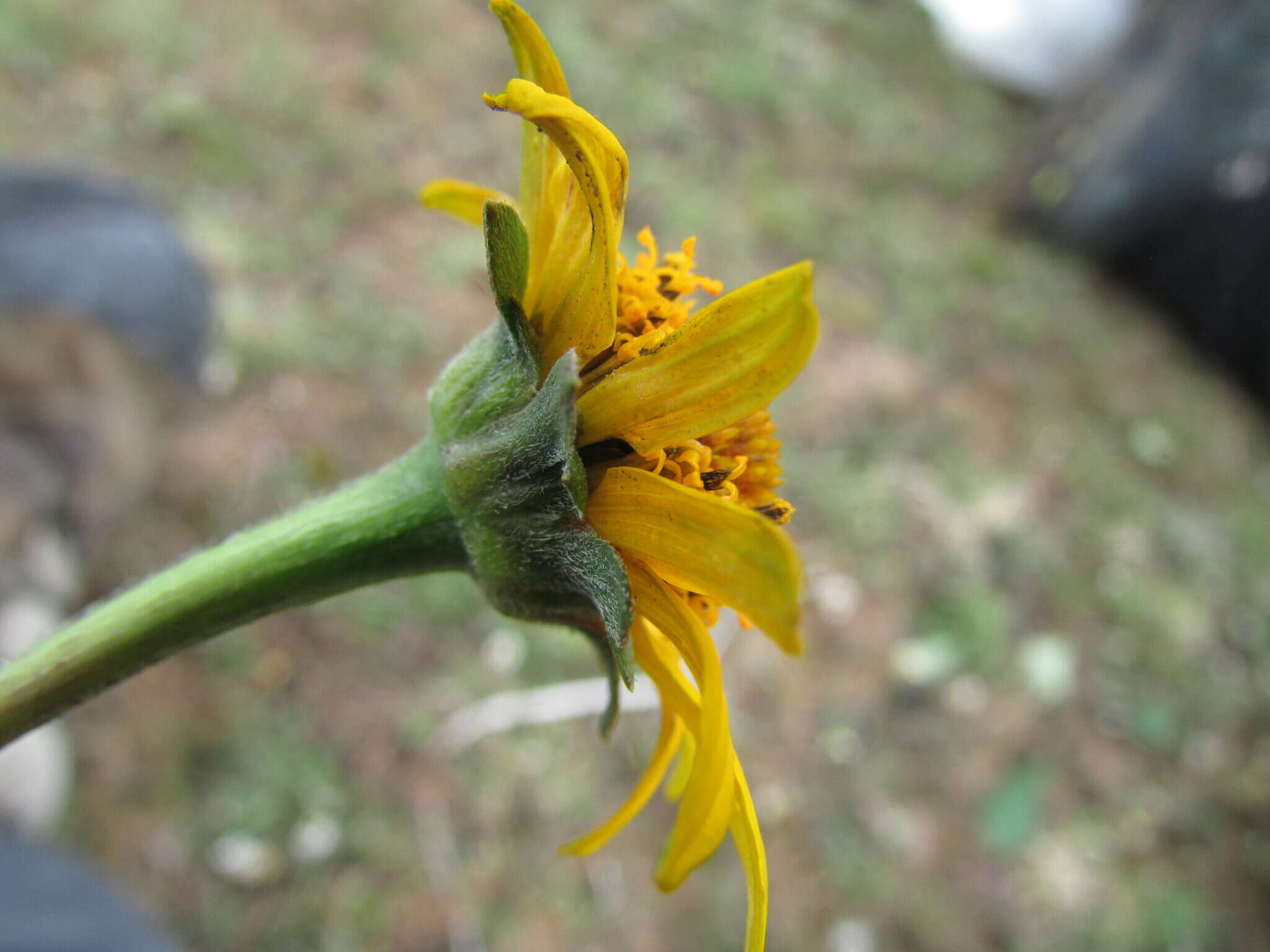 Imagem de Acmella oppositifolia (Lam.) R. K. Jansen