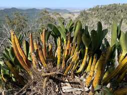 Image of Dendrobium speciosum var. hillii Mast.