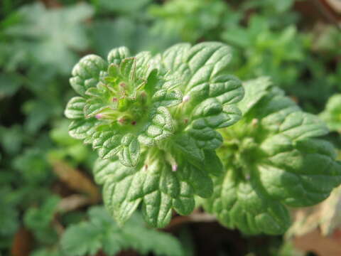 Image of common henbit