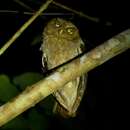 Image of Andaman Scops Owl