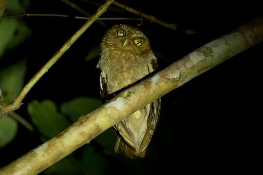 Image of Andaman Scops Owl