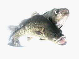 Image of Australian bass