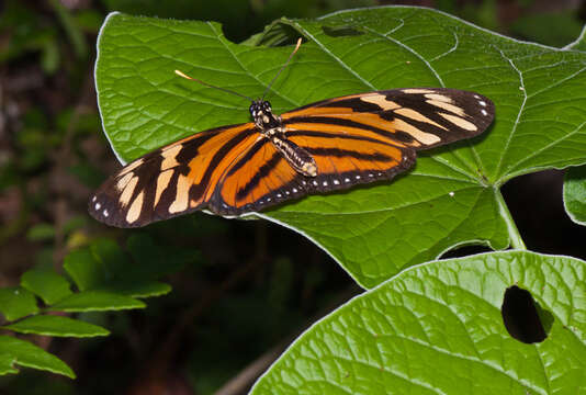 Image of Isabella’s Longwing