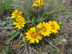 Image of Gazania krebsiana subsp. krebsiana