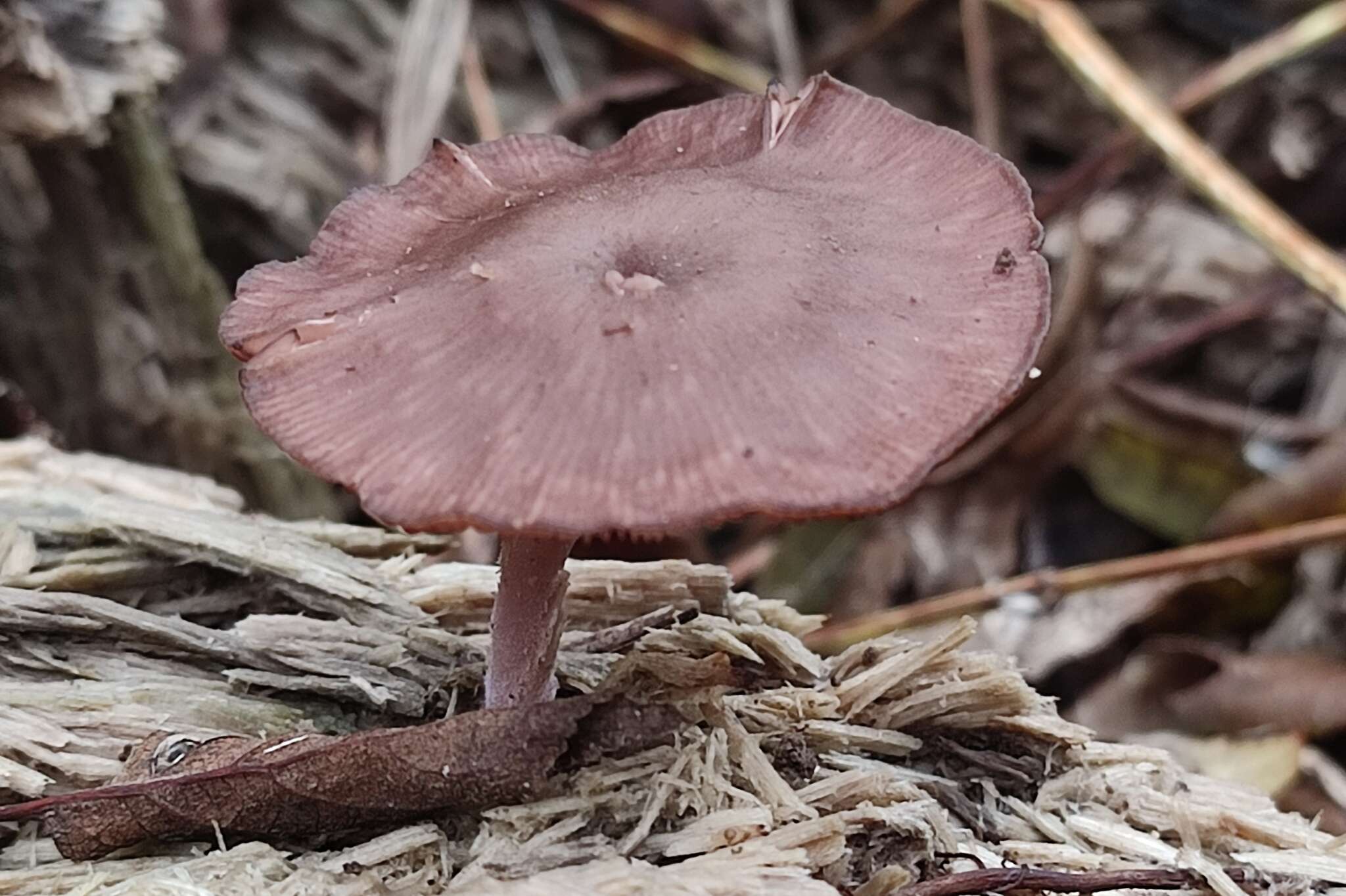 Image of Arrhenia discorosea (Pilát) Zvyagina, A. V. Alexandrova & Bulyonkova 2015