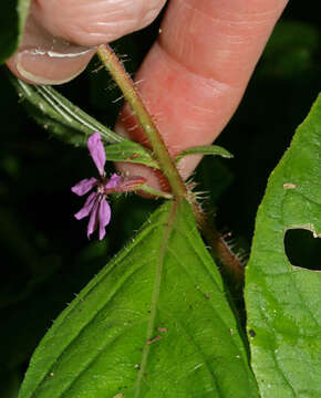 Cuphea strigulosa Kunth的圖片