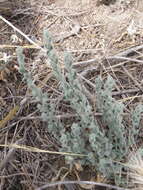 Image of spreading alkaliweed