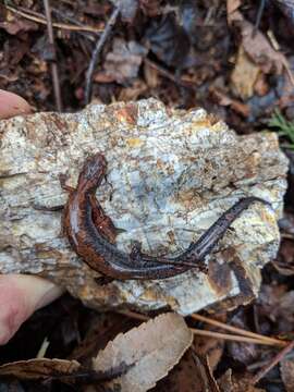 Image of Plethodon ventralis Highton 1997