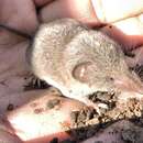 Image of Cockrum's Grey Shrew