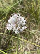 Слика од Allium baeticum Boiss.