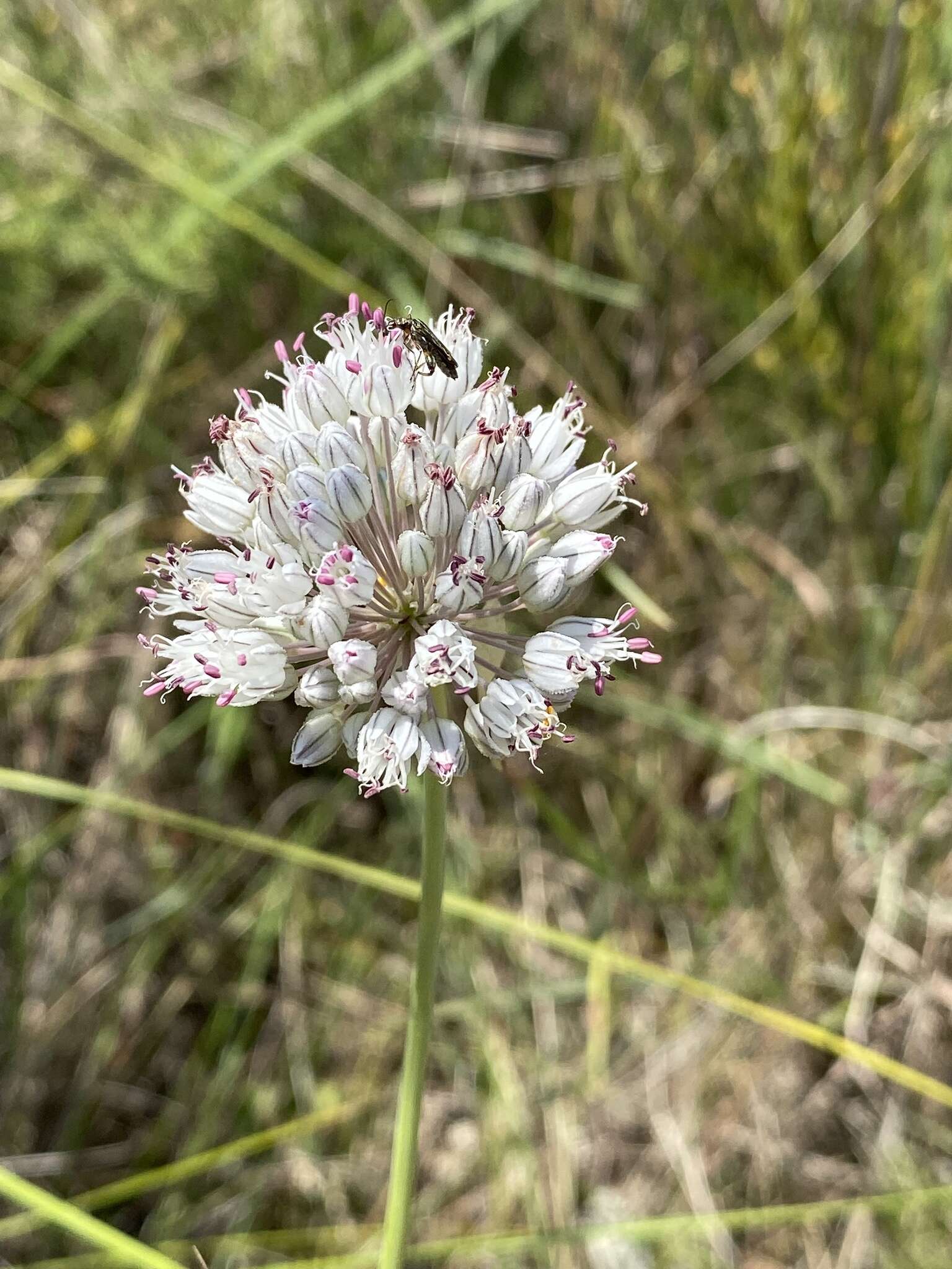 Imagem de Allium baeticum Boiss.