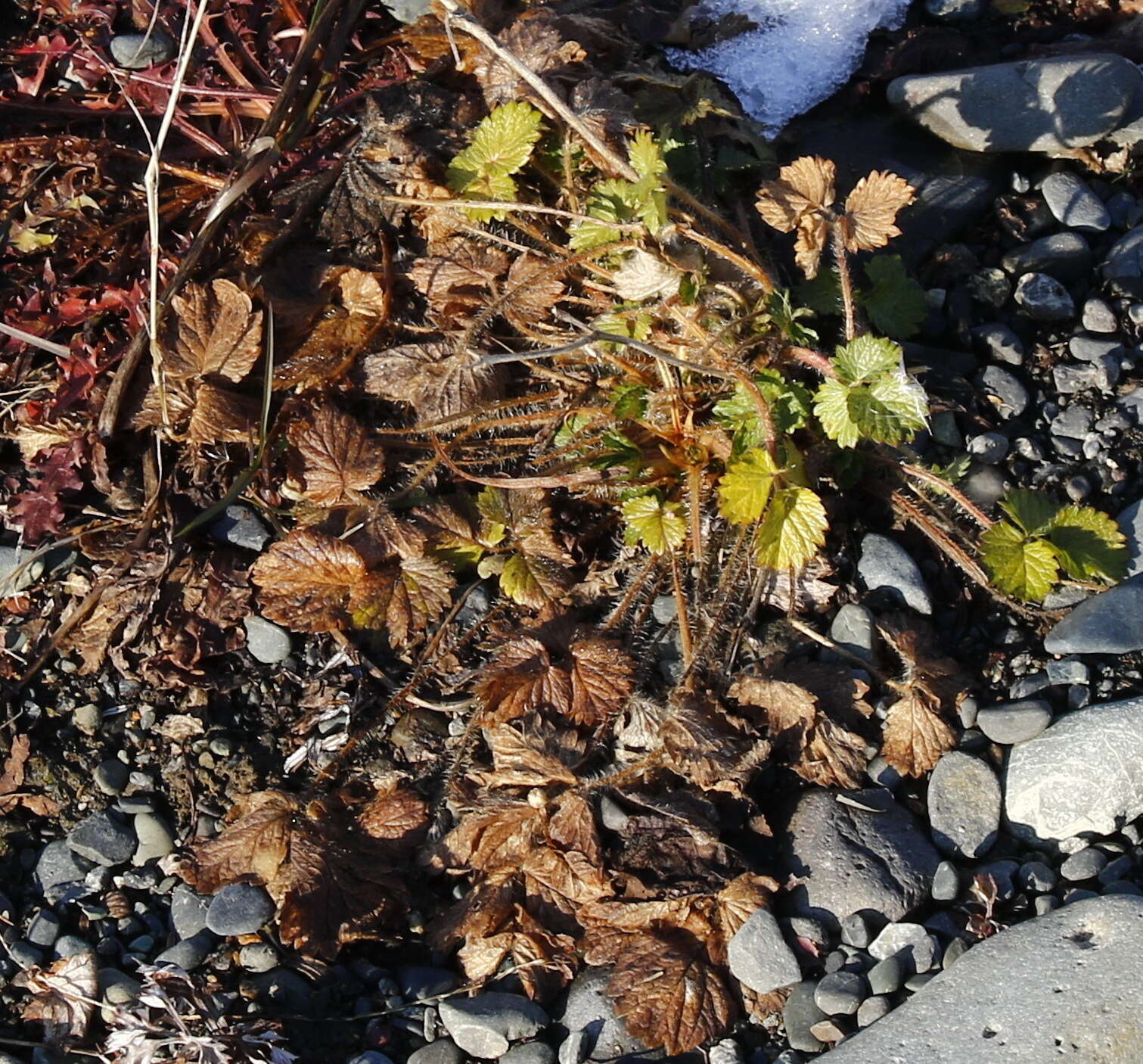 Image of strawberry cinquefoil