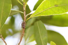 Image of Leptostylopsis albofasciatus (Fisher 1926)