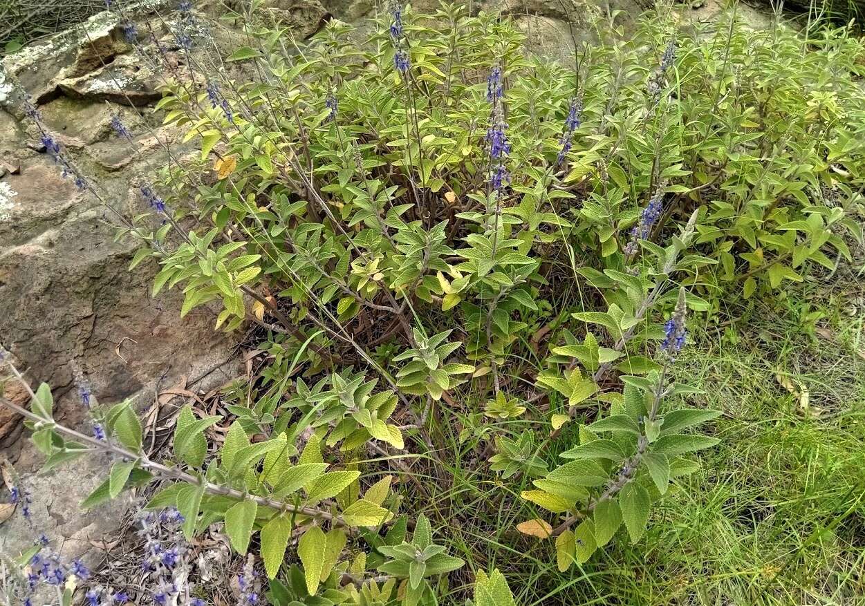 Image of <i>Coleus alloplectus</i>