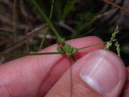 Слика од Cyperus acuminatus Torr. & Hook.