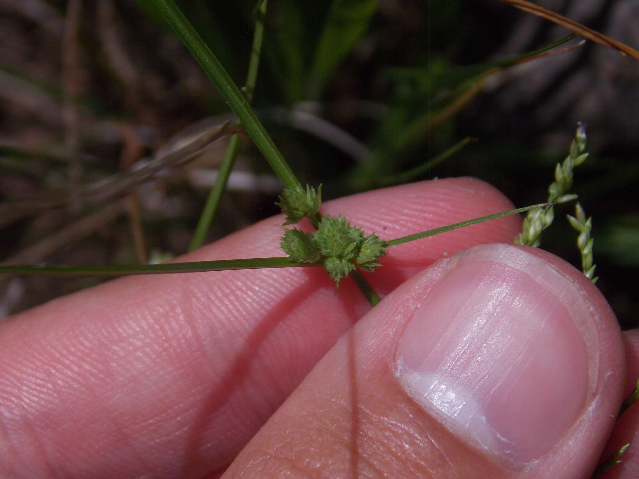 Image of tapertip flatsedge