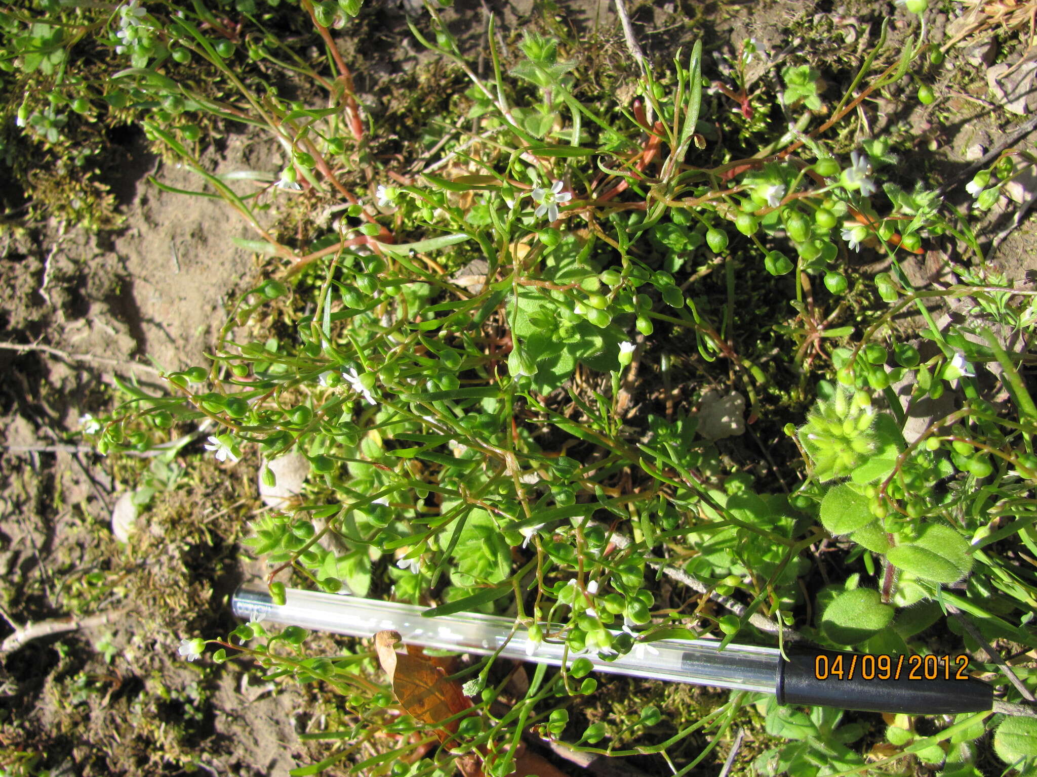 Image of narrowleaf minerslettuce