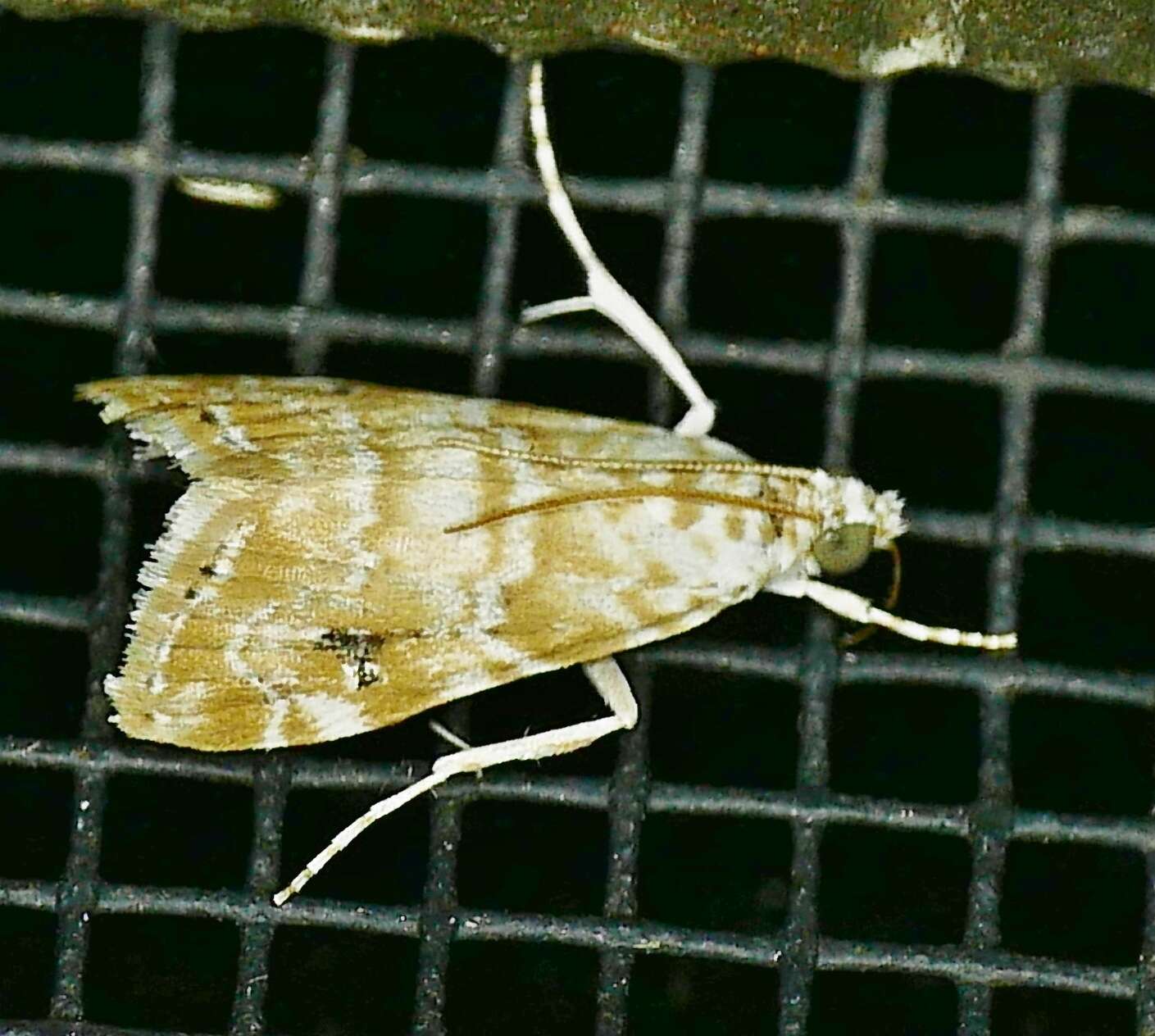 Image of Moth