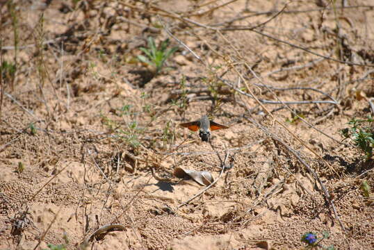 Image of humming-bird hawk moth