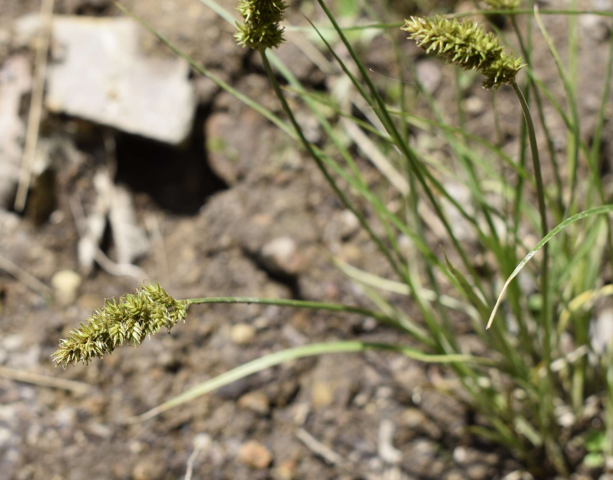 Image of Carex laevissima Nakai