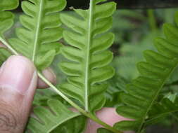 Imagem de Pteris tripartita Sw.