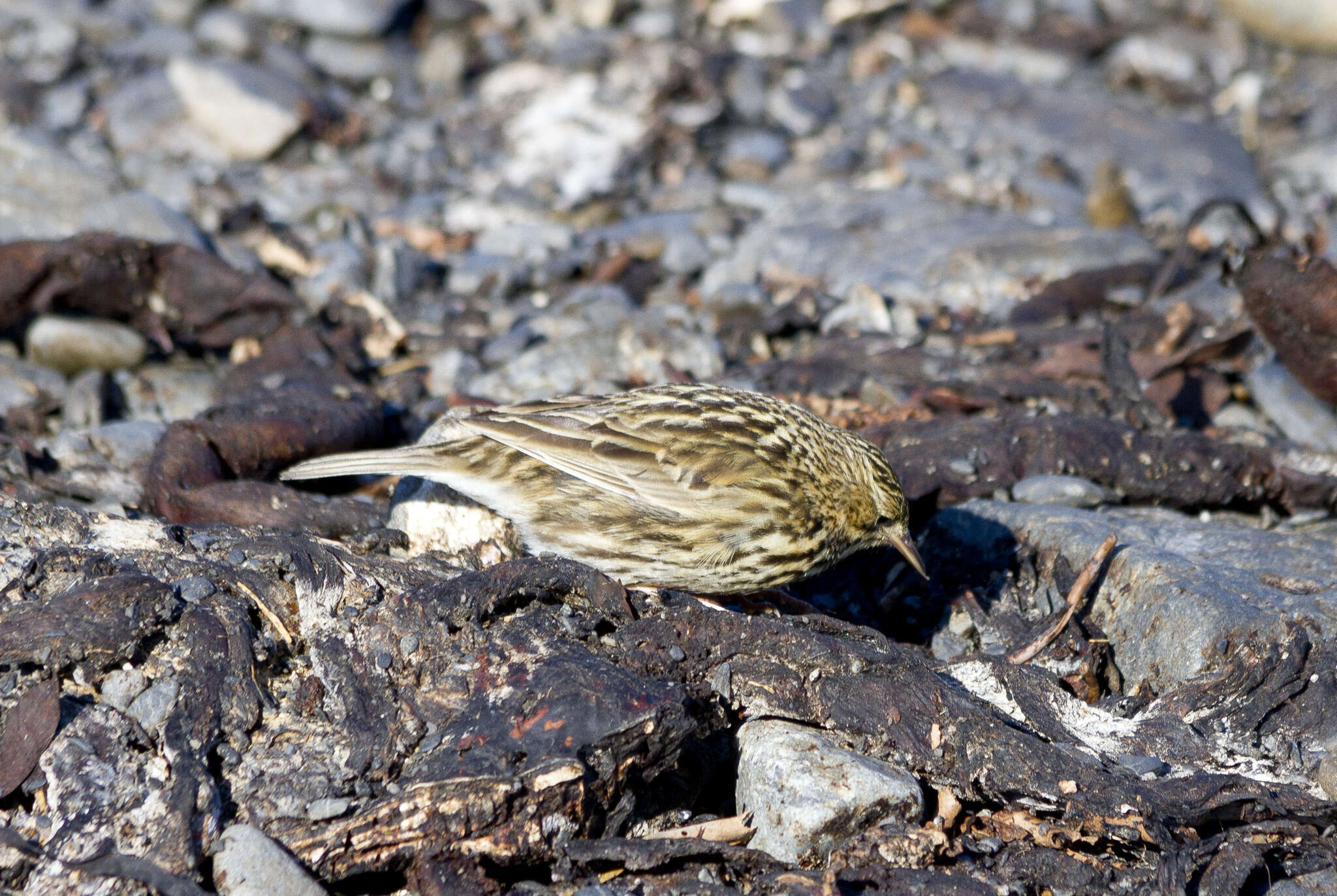 Image of South Georgia Pipit