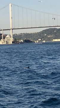 Image of Black Sea common dolphin