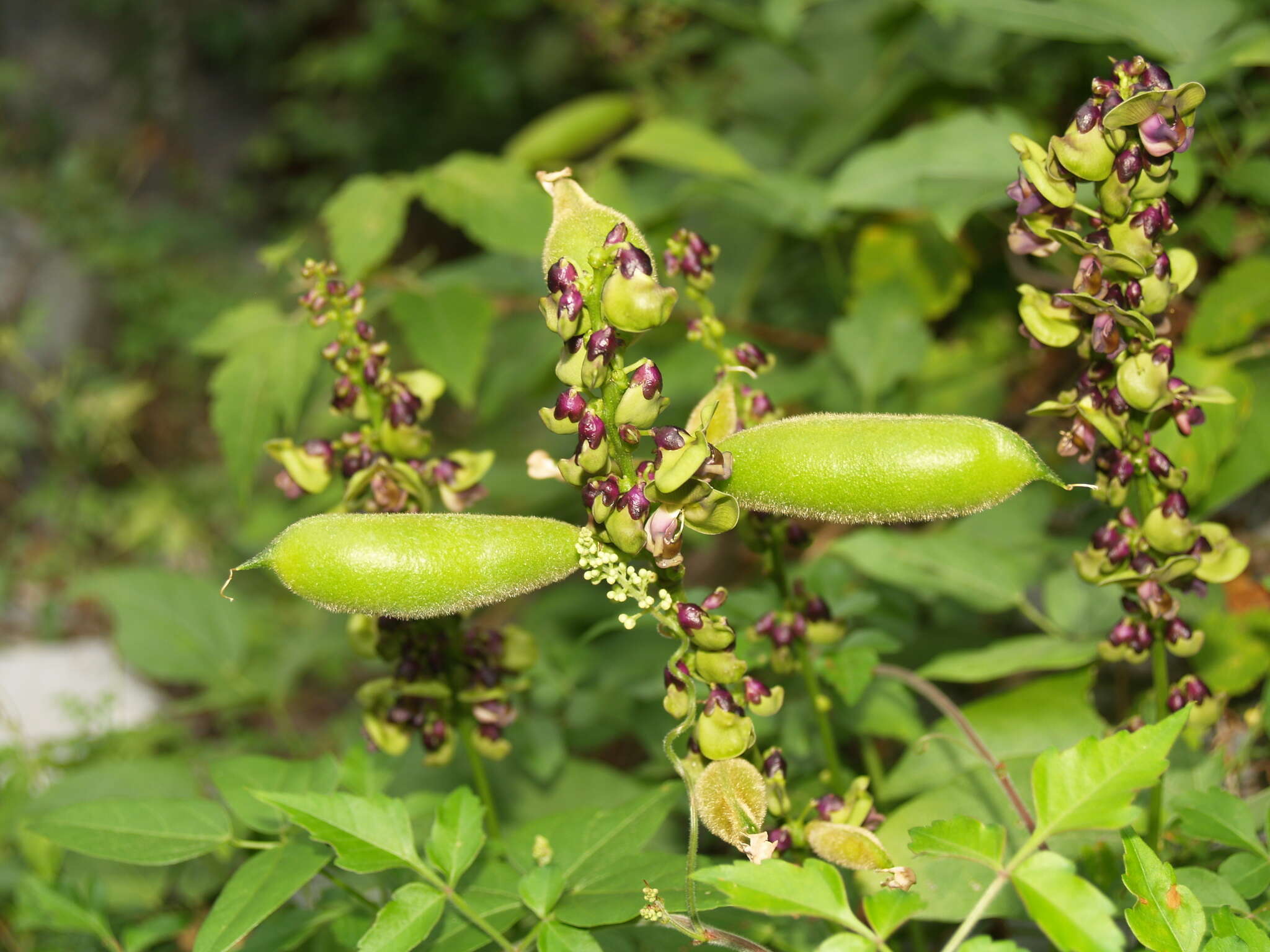 Imagem de Oxyrhynchus volubilis Brandegee