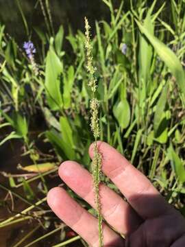 Panicum hemitomon Schult. resmi