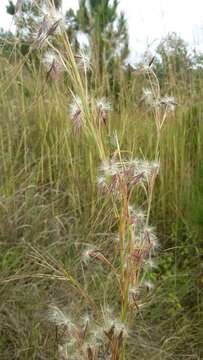 Image of Hyparrhenia newtonii (Hack.) Stapf