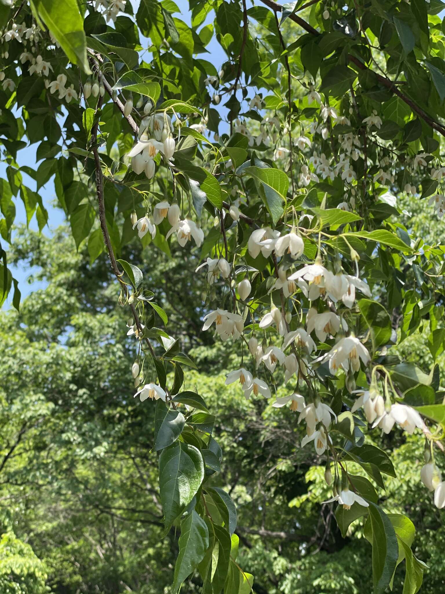 Sivun Styrax japonicus Siebold & Zucc. kuva