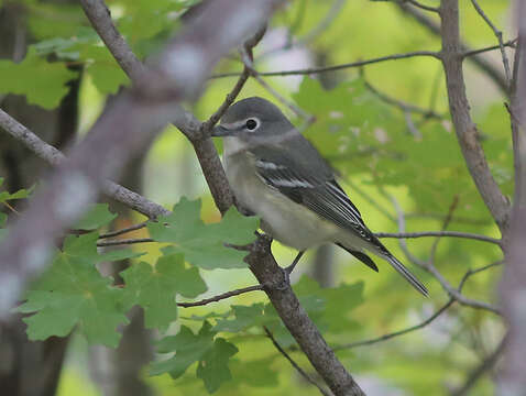 Image of Plumbeous Vireo