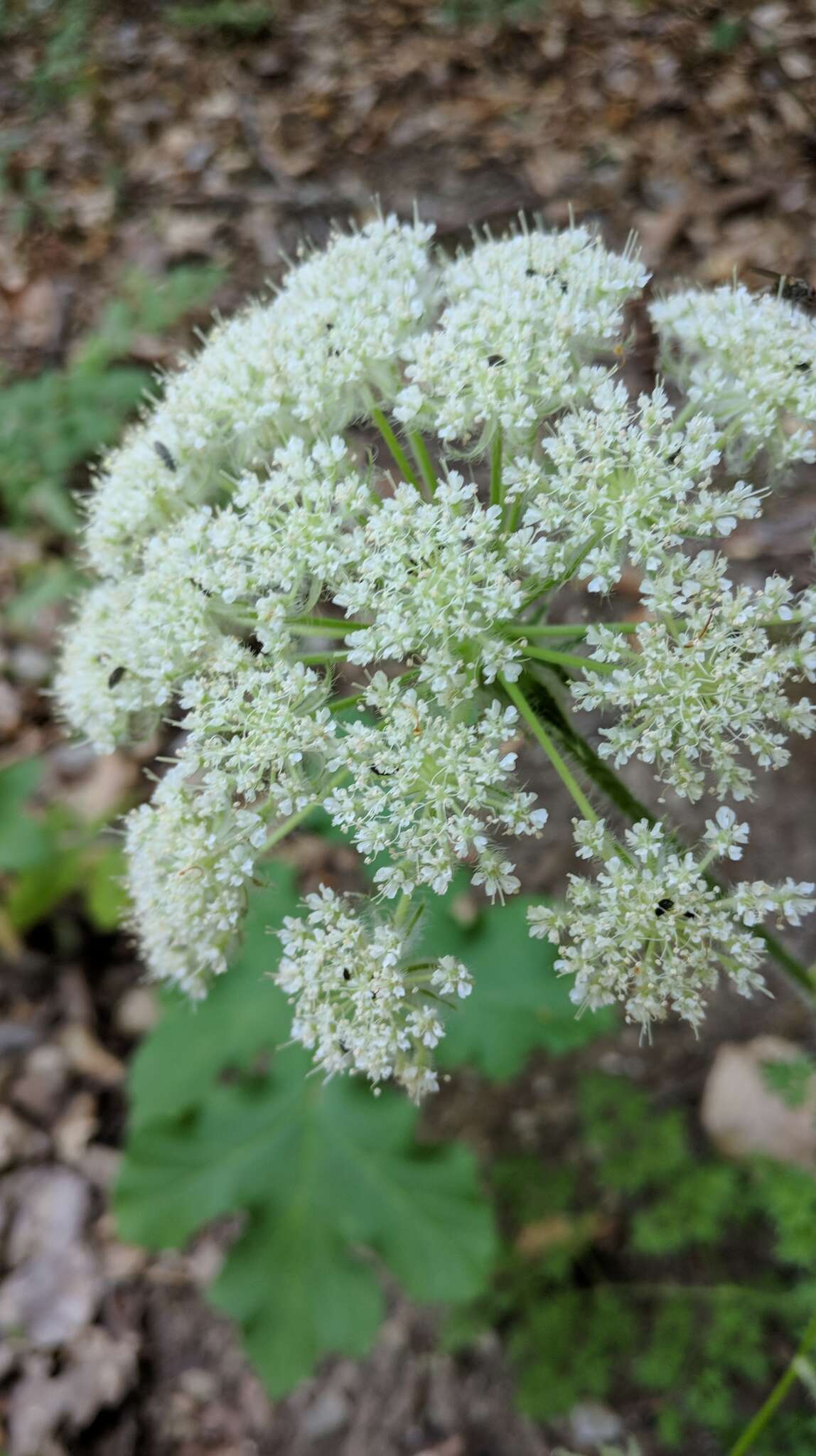 Imagem de Silphiodaucus hispidus