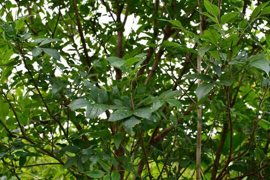 Image of Fraxinus purpusii Brandegee