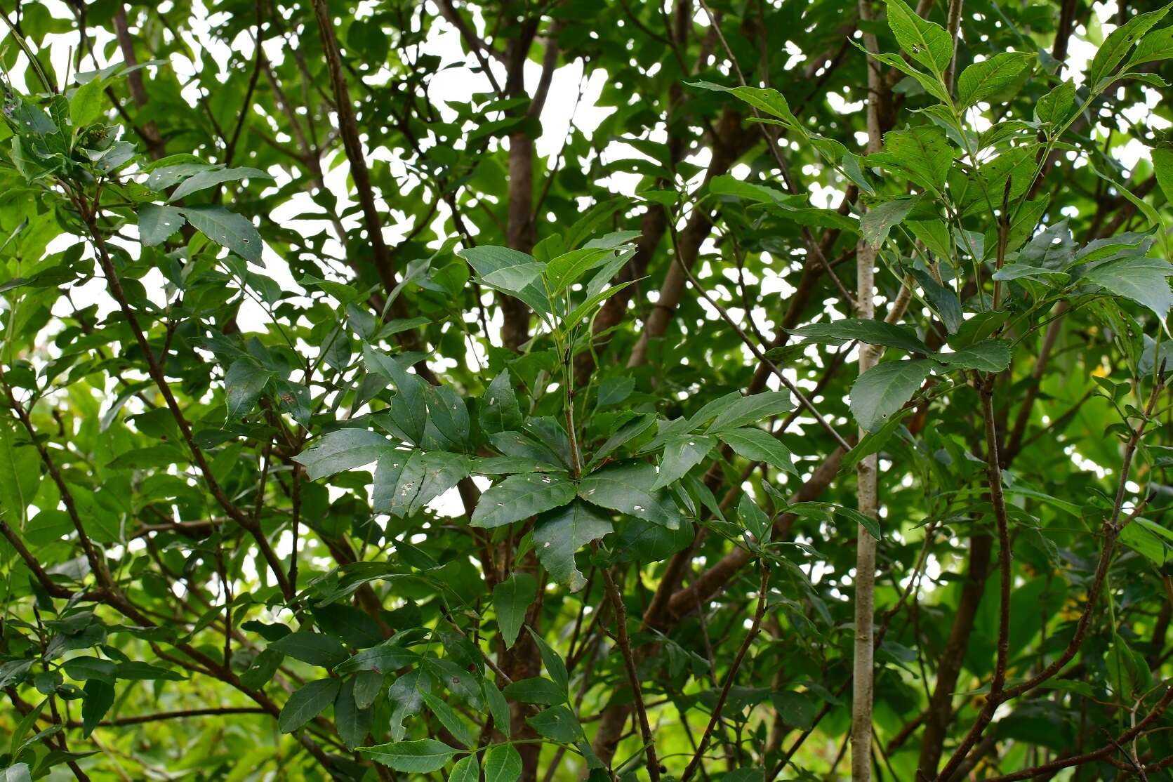 Image of Fraxinus purpusii Brandegee