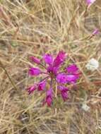 Image of coastal onion