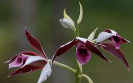 Image de Phaius tankervilleae (Banks) Blume